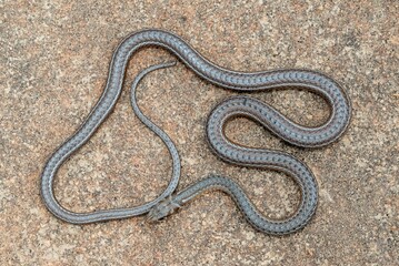 Fototapeta premium the snake is laying on the ground beside the water hose