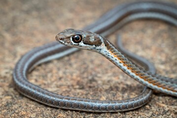 a black and grey snake with orange stripes crawling on the ground