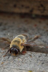 a bee on the pavement with it's nose down