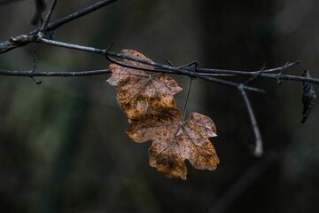 a single leaf sits on a bare branch next to another