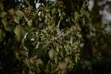 Scenic outdoor landscape featuring lush vegetation in bright sunlight