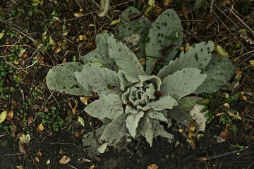 Closeup of a lush green with a blurry background