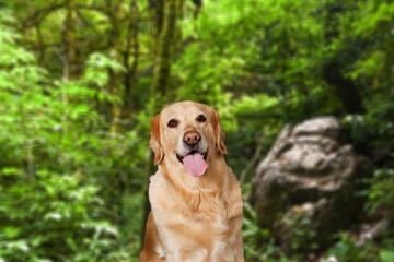 Beautiful smart dog pet portrait outdoor