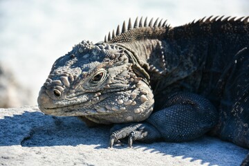 Iguana resting on the ground in a natural outdoor setting in Cuba