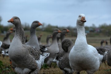 Flock of geese huddled together in an open grassy field.