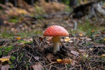 Fly agaric red mushroom in a grassy field near a wooded area