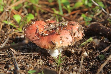 Closeup of a mushroom on the ground