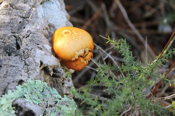 Closeup shot of Suillus mushrooms in the forest