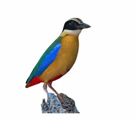 Birds on a white background
