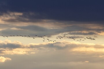 birds are flying high in the sky during the day with a cloud filled background