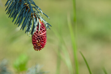 a fir cone on the blurred background close-up