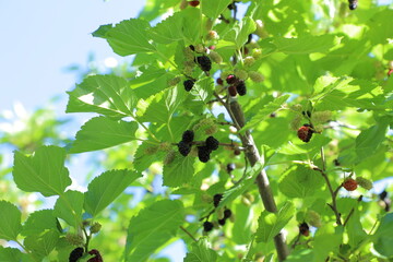 a branch with blackberries and a blue sky in the background.