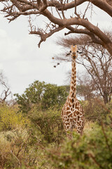 Żyrafa na safari w Kenii w Parku Narodowym Tsavo © Ula