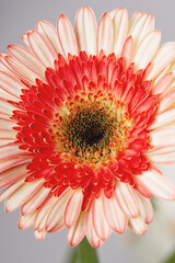 Yellow - pink gerberas on a light gray background