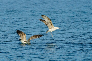 Flock of gulls swimming in a tranquil body of water.