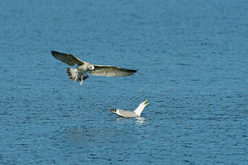 Flock of gulls swimming in a tranquil body of water.