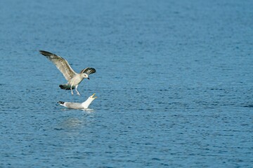 Flock of gulls swimming in a tranquil body of water.