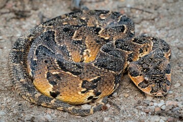 Puff Adder (Bitis arietans), a highly venomous snake from South Africa