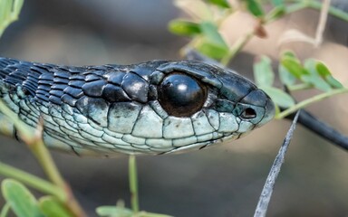 Closeup shot of Boomslang (Dispholidus typus), a highly venomous snake from South Africa