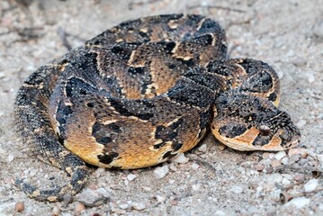 Puff Adder (Bitis arietans), a highly venomous snake from South Africa