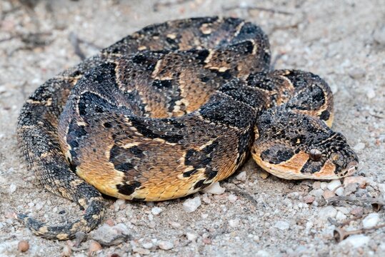 Puff Adder (Bitis arietans), a highly venomous snake from South Africa