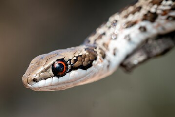 Spotted skaapsteker (Psammophylax rhombeatus), a mildly venomous snake from South Africa