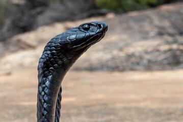 Black Spitting Cobra (Naja nigricincta woodi), a highly venomous snake from South Africa