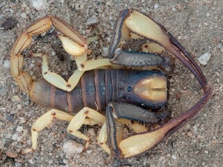 Close-up shot of a Burrower Scorpion (Opistophthalmus species)