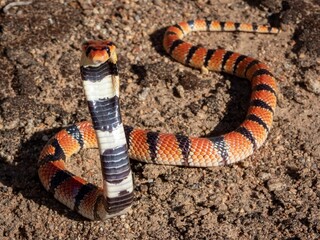 Striped snake curled up in a defensive position, with its tongue exposed and mouth open