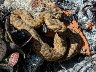 Close-up image of a rattle snake coiled amongst rocks and desert plants