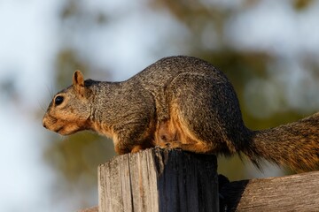 Fox squirrel atop a wooden fence, intently gazing into the distance