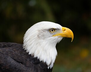 Majestic bald eagle gazing into the distance