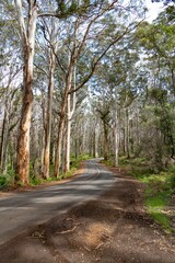 the road is narrow and empty with the trees on both sides