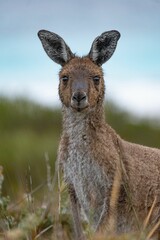 the small kangaroo has a sad look on his face as he stands in the grass