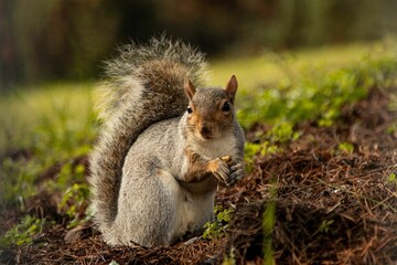 Closeup shot of a cute fluffy squirrel holding a nut from the forest floor