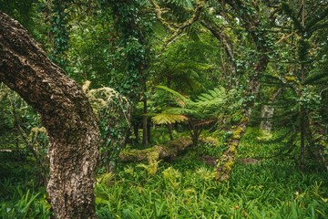 Scenic view of a lush forest with green vegetation. Sao Miguel, Azores, Portugal
