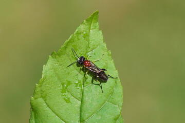 Sawfly Macrophya teutona on a wet leaf. Subfamily Tenthredininae. Family Common sawflies (Tenthredinidae). Spring, May, Netherlands