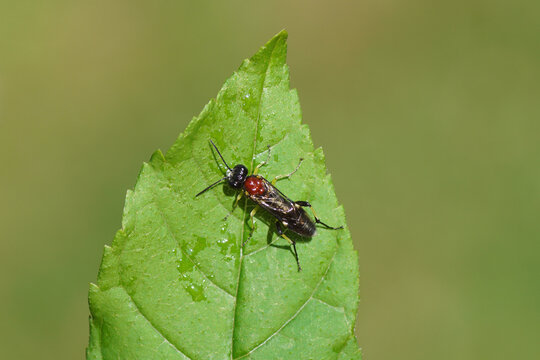 Sawfly Macrophya teutona on a wet leaf. Subfamily Tenthredininae. Family Common sawflies (Tenthredinidae). Spring, May, Netherlands