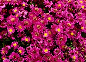 there is a huge pink flower with yellow centers in a garden