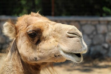 camel standing outside and looking at the camera with trees in background