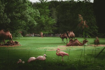 Stunning group of exotic pink flamingos and camels, standing near each other in a green field