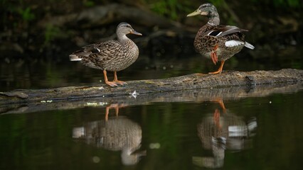 ducks sit on a log next to water with green vegetation in the background