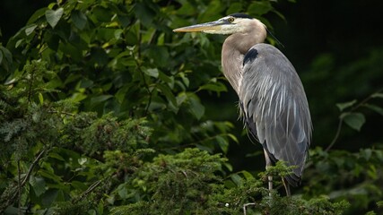 Majestic blue heron perched atop a tree branch in a lush, green forest setting