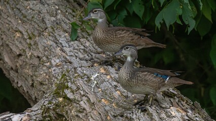 some Wood Ducks are sitting on a branch of a tree limb