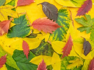 Array of autumn leaves of various hues