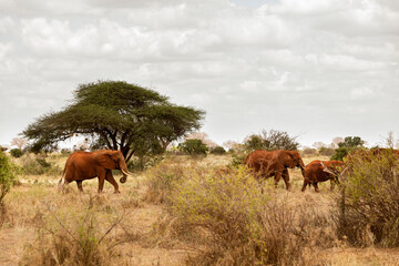 Słonie czerwone na sawannie na safari w Kenii w Parku Narodowym Tsavo © Ula