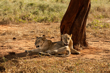 Lwy lwice na sawannie w Kenii w Parku Narodowym Tsavo © Ula