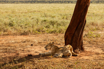 Lwice lwy na sawannie w Kenii w Parku Narodowym Tsavo © Ula