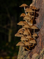 Closeup shot of a cluster of small fungi growing on tree bark