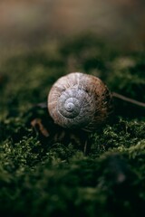 Vertical of a snail on green moss